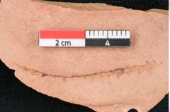 Foto (Detailansicht) von Glyptostrobus europaeus Brongniart (NHMW-GEO-2024-0188-7952)